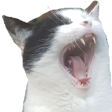 :scremcat: