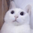 :cat_shocked3: