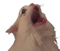 :catno: